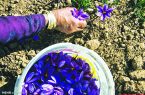 کسب رتبه سوم استانی اهر در تولید زعفران