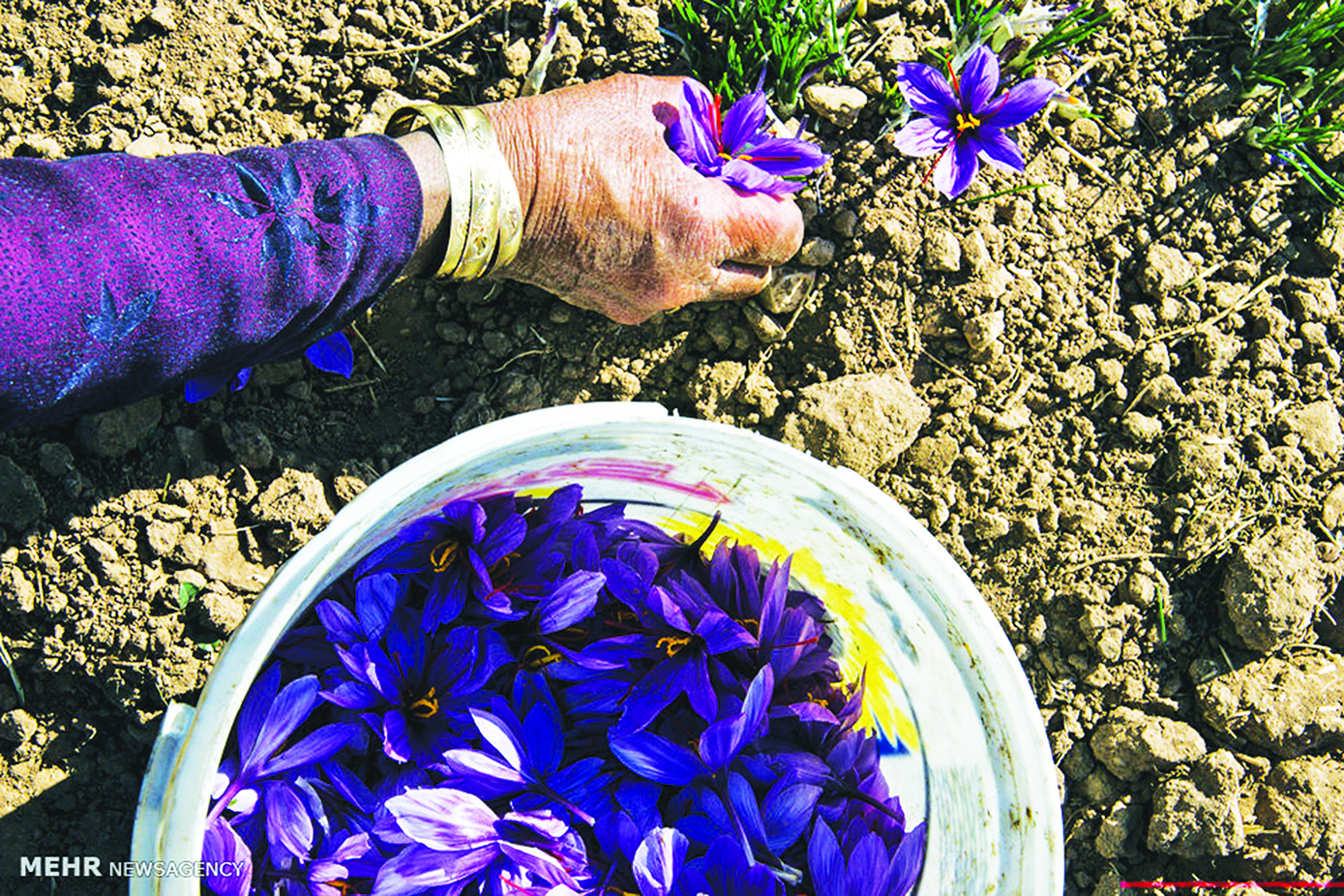 کسب رتبه سوم استانی اهر در تولید زعفران