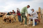 آغاز واکسیناسیون چهار میلیون راس دام در آذربایجان شرقی علیه بیماری تب برفکی