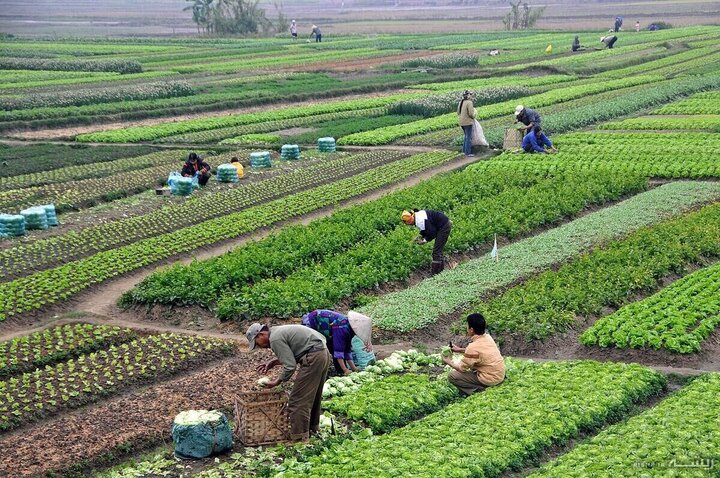 آغاز اجرای کشت قراردادی در آذربایجان شرقی