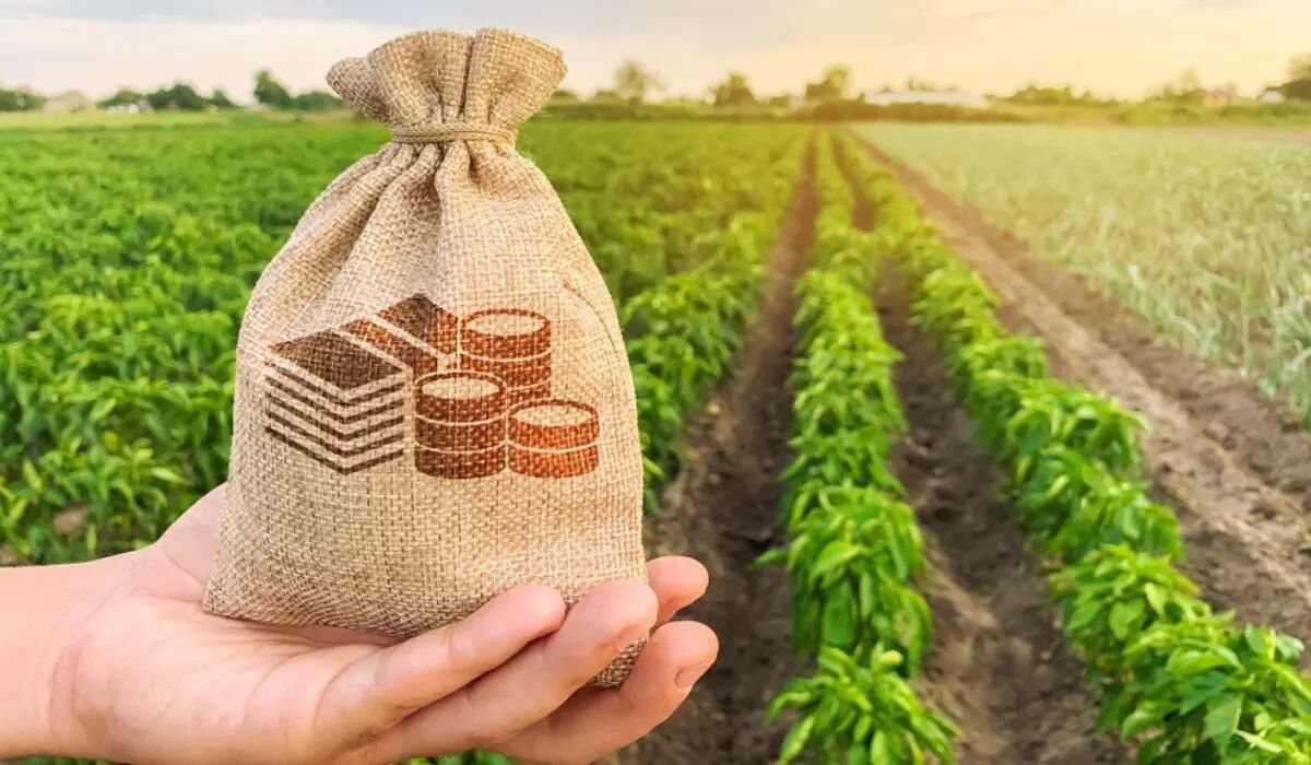 برگزاری پویش خرید گندم در قالب طرح کشاورزی قراردادی در آذربایجان شرقی