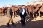 تولید سالانه ۱۲۰ تن گوشت شتر در شهرستان اسکو