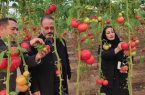 کشت های گلخانه ای در مرند توسعه می یابد