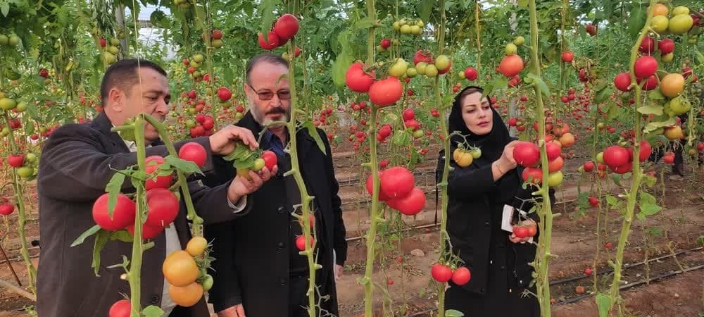 کشت های گلخانه ای در مرند توسعه می یابد