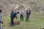 کشت سماق برای اولین بار در شهرستان اهر