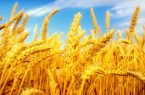 جشنواره رسانه‌ای «خوشه طلایی» برگزار می‌شود