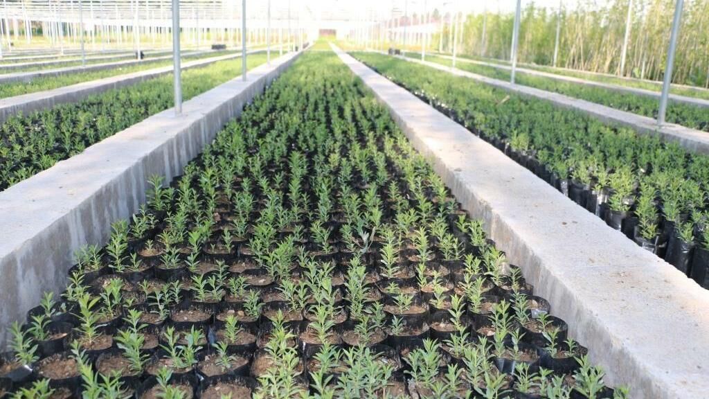 تولید ۳۰ میلیون اصله نهال در آذربایجان شرقی