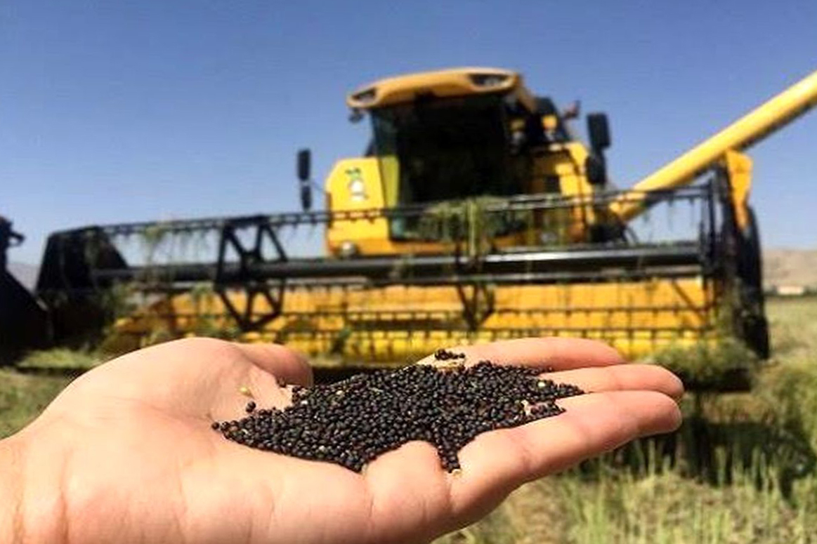 مطالبات کلزاکاران آذربایجان شرقی تسویه شد‎