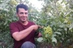 پسته کاری در آذربایجان با شعار «هر آذربایجان لی، بیر پوسته باغی»!