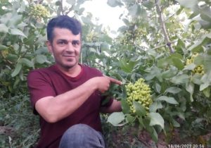 پسته کاری در آذربایجان با شعار «هر آذربایجان لی، بیر پوسته باغی»!