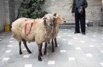 اهدای هزینه قربانی به جای ذبح دام، آزادی دو زندانی غیرعمد را رقم زد