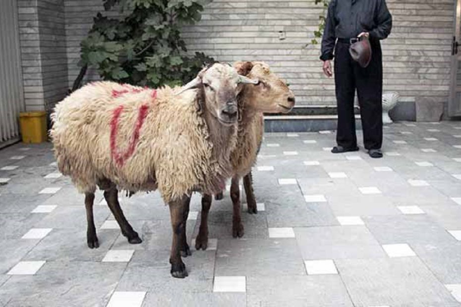اهدای هزینه قربانی به جای ذبح دام، آزادی دو زندانی غیرعمد را رقم زد